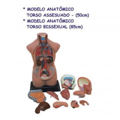 Modelo anatomia 