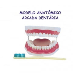 Modelo anatomia  da boca